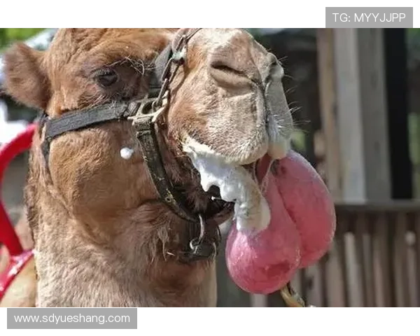 动物界的足球明星们他们的球技与魅力让人惊叹不已